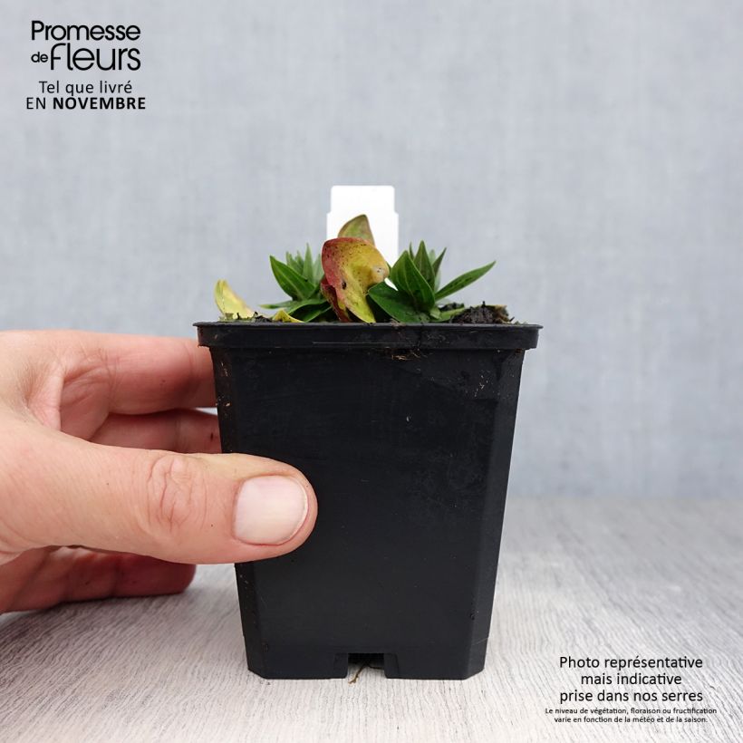 Gentiana asclepiadea 8/9 cm pot sample as delivered in autumn