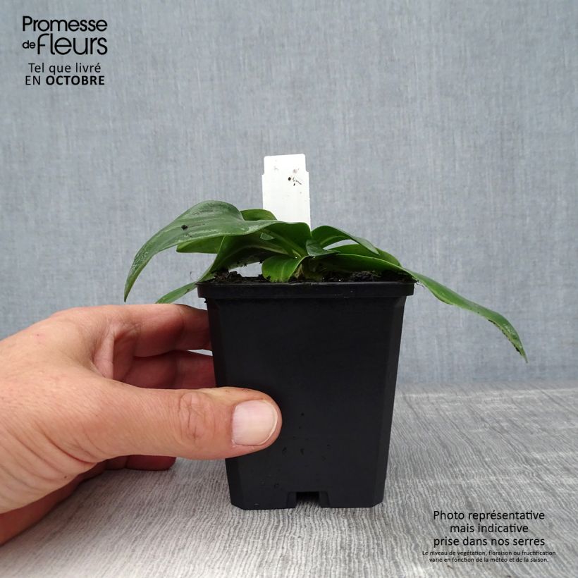 Gentiana dahurica 8/9 cm pot sample as delivered in autumn