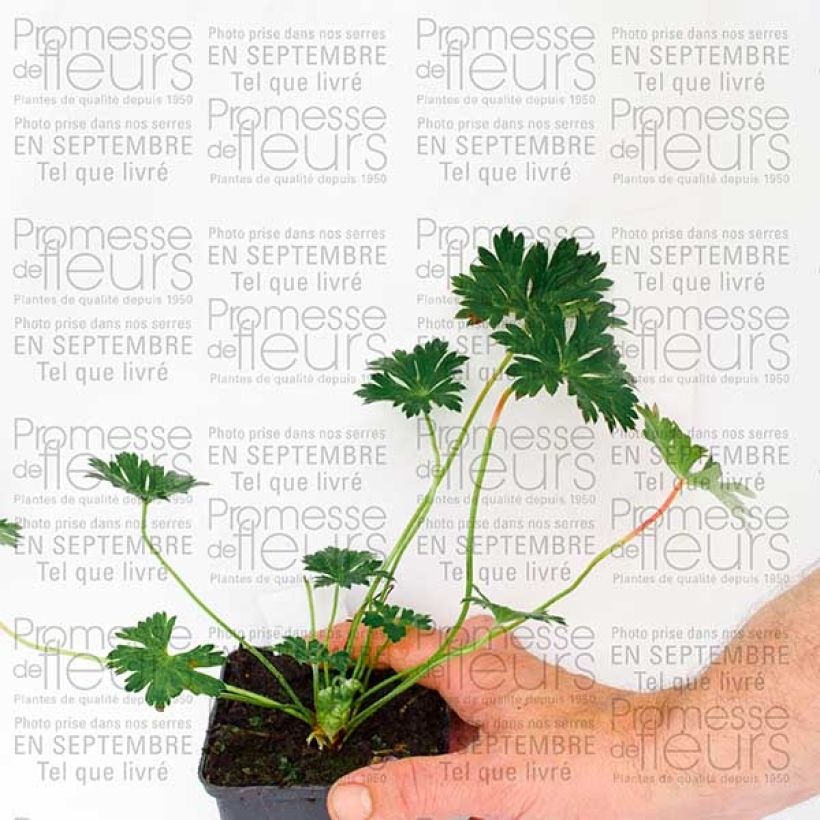 Geranium Rozanne 8/9 cm pot sample as delivered in autumn