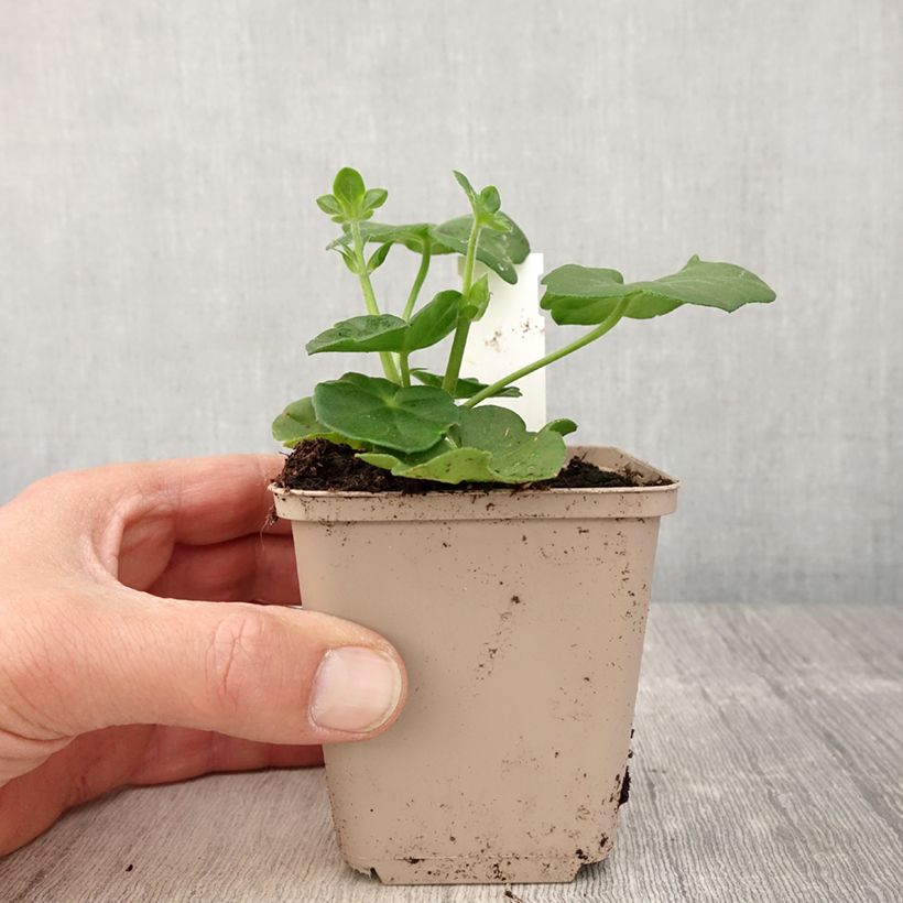 Pelargonium peltatum Amelit 8/9 cm pot sample as delivered in spring