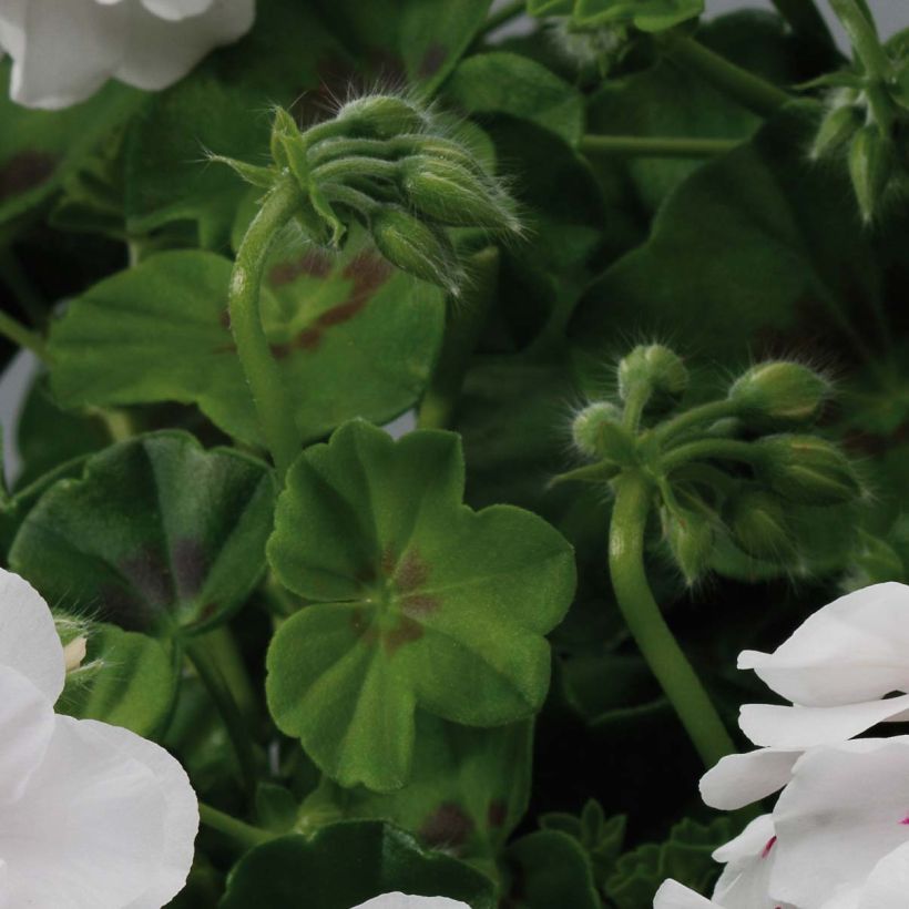 Pelargonium Big 5 White - Ivy Geranium (Foliage)