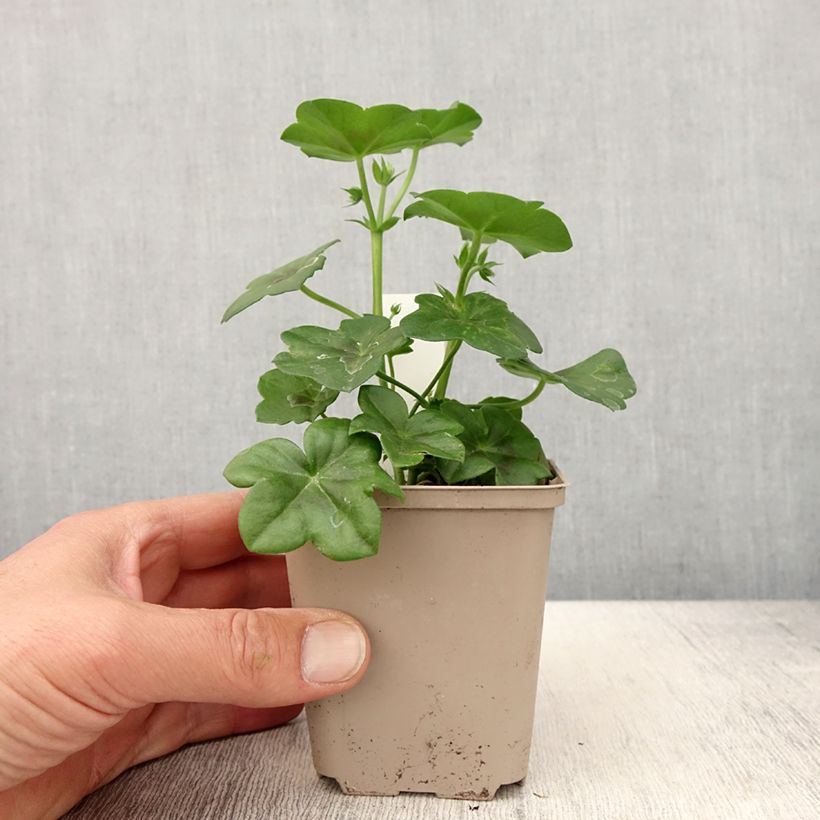 Pelargonium Rainbow Amethyst - Ivy Geranium 8/9 cm pot sample as delivered in spring