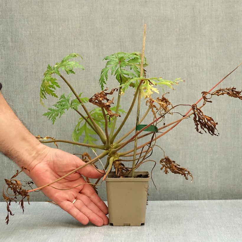 Geranium maderense Album 8/9 cm pot sample as delivered in autumn