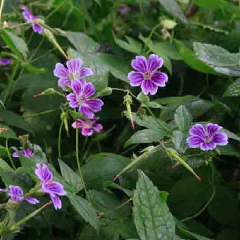 Geranium nodosum Clos du Coudray (Flowering)