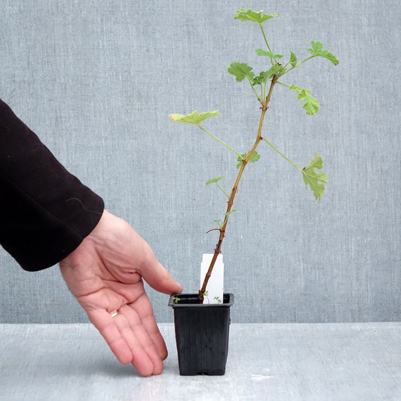 Pelargonium capitatum  7/8 cm pot sample as delivered in autumn