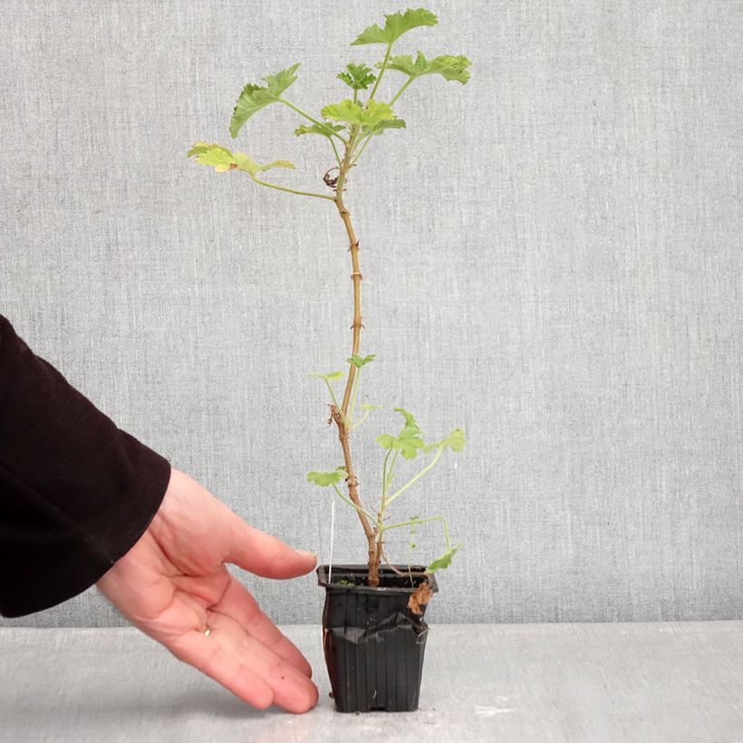 Pelargonium capitatum  7/8 cm pot sample as delivered in winter