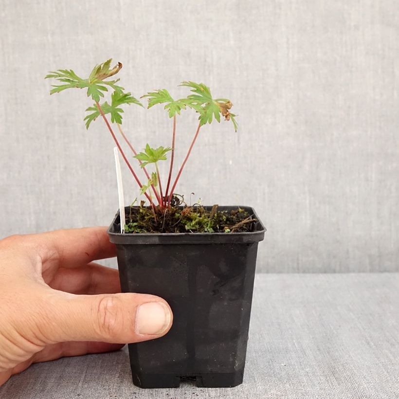 Geranium pratense Else Lacey 8/9 cm pot sample as delivered in summer