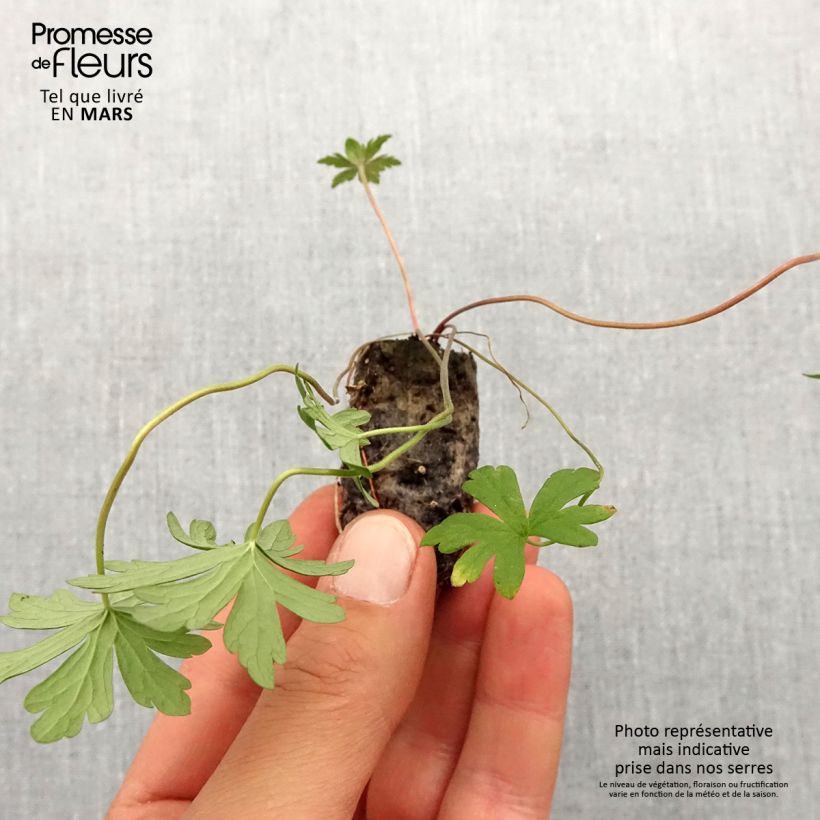 Geranium pratense Else Lacey Plug plant 1.5/2.5 cm sample as delivered in spring