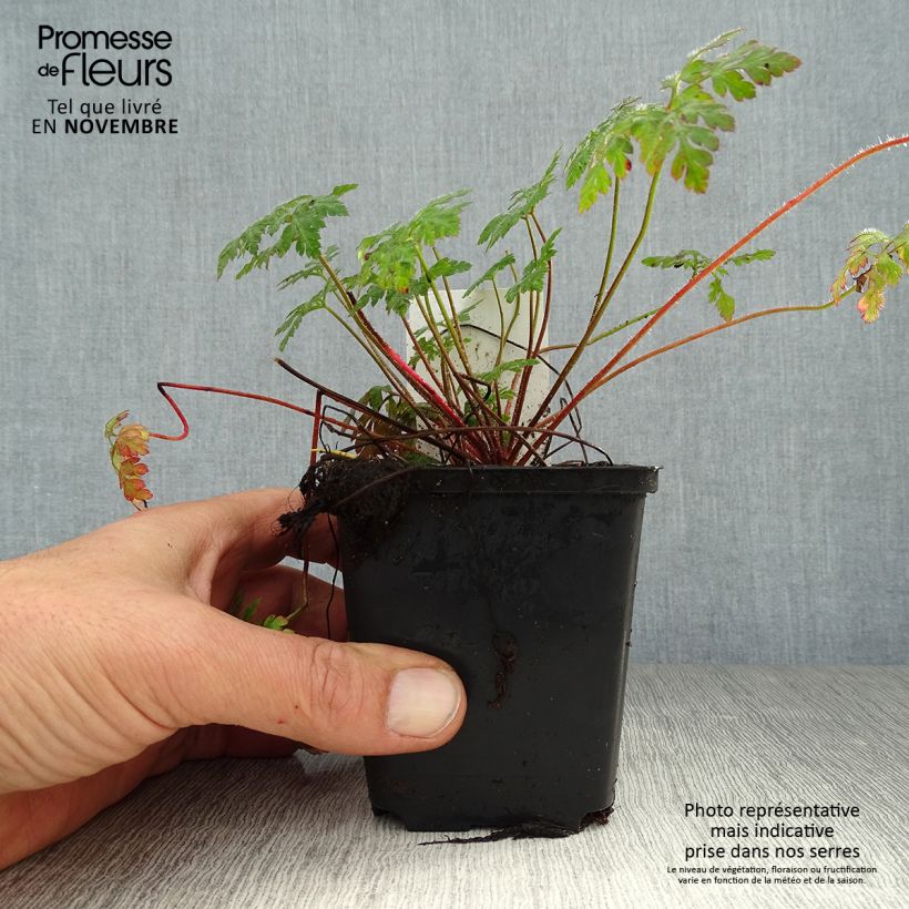 Geranium robertianum 8/9 cm pot sample as delivered in autumn