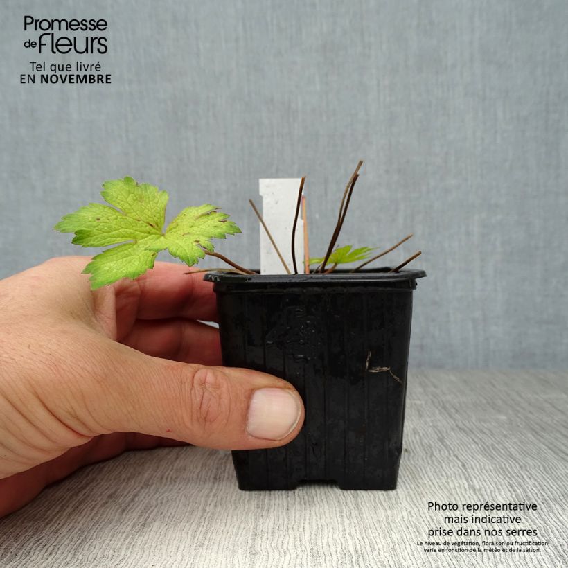 Geranium Ann Folkard 8/9 cm pot sample as delivered in autumn