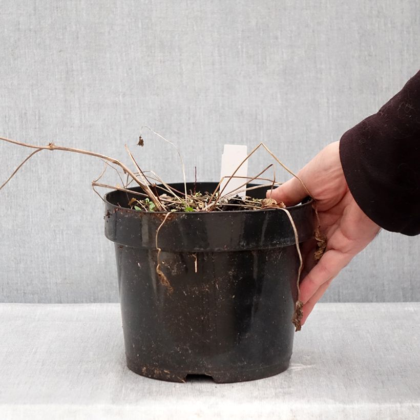 Geranium Ann Folkard 2L/3L pot sample as delivered in winter