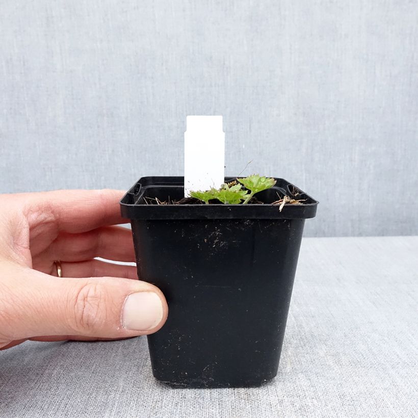 Geranium x sanguineum Anne's Family® Carol Anne - Bloody Crane's-bill 8/9 cm pot sample as delivered in spring