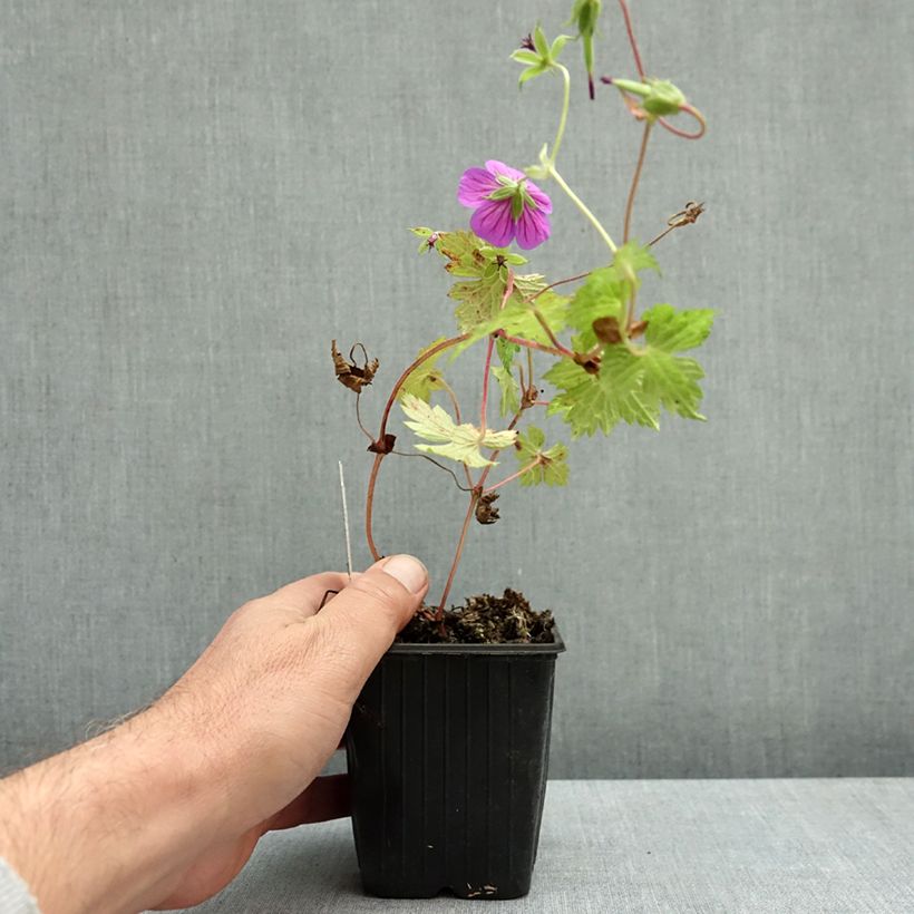Geranium Mary Anne 8/9 cm pot sample as delivered in autumn