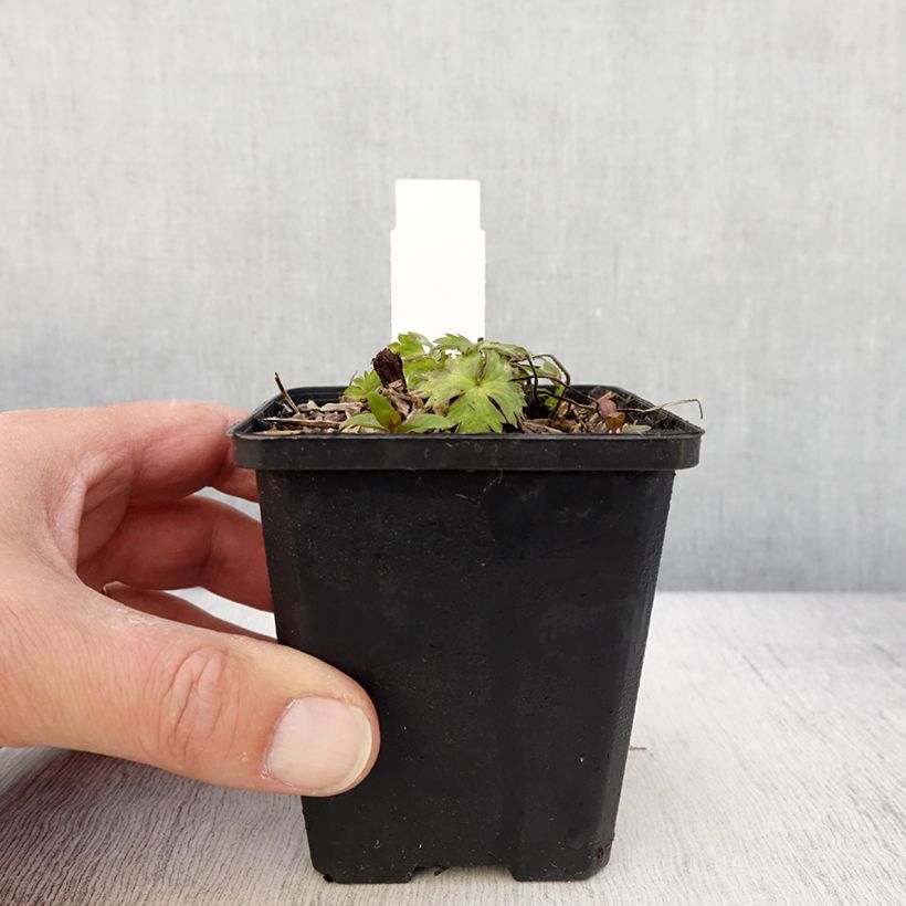 Geranium Mary Anne 8/9 cm pot sample as delivered in spring