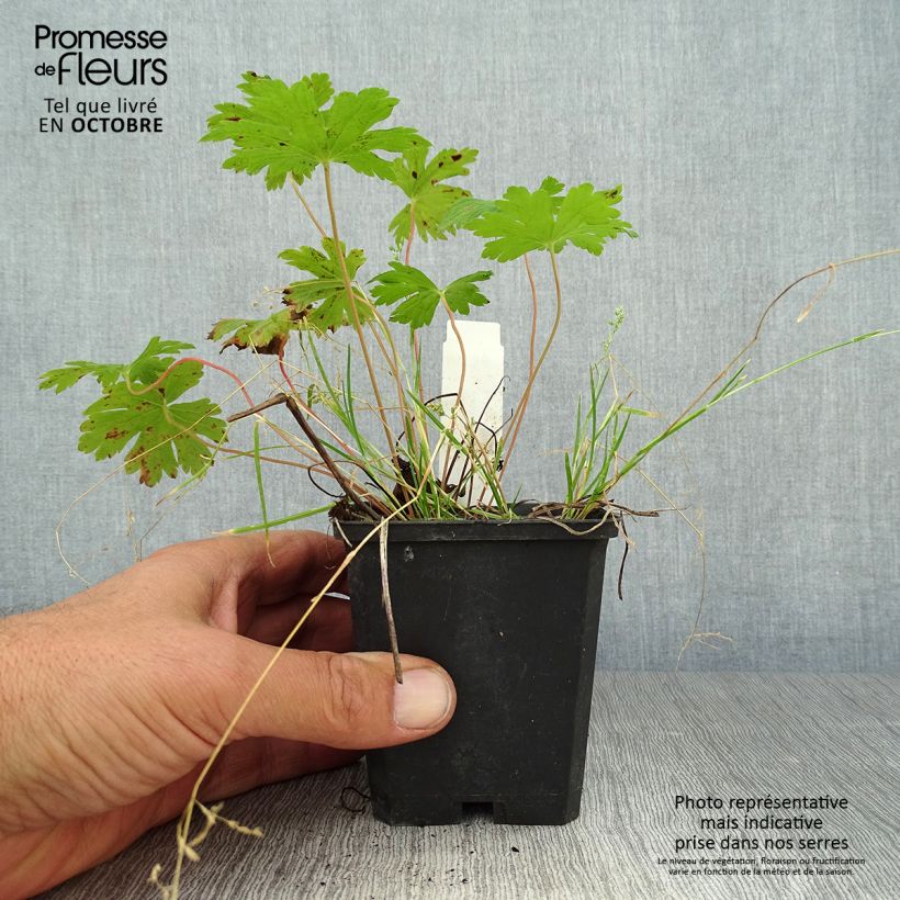 Geranium Anne Thomson 8/9 cm pot sample as delivered in autumn