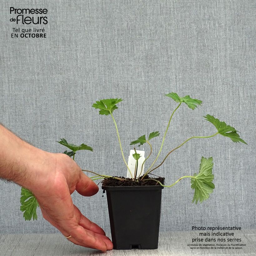 Geranium wallichianum Azure Rush 8/9 cm pot sample as delivered in autumn