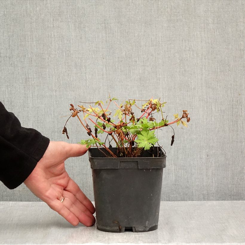 Geranium hybride Blue Sunrise 2L/3L pot sample as delivered in autumn