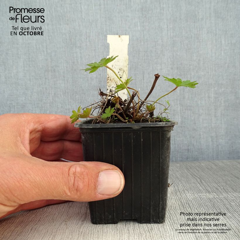 Geranium sanguineum Blushing Turtle 8/9 cm pot sample as delivered in autumn