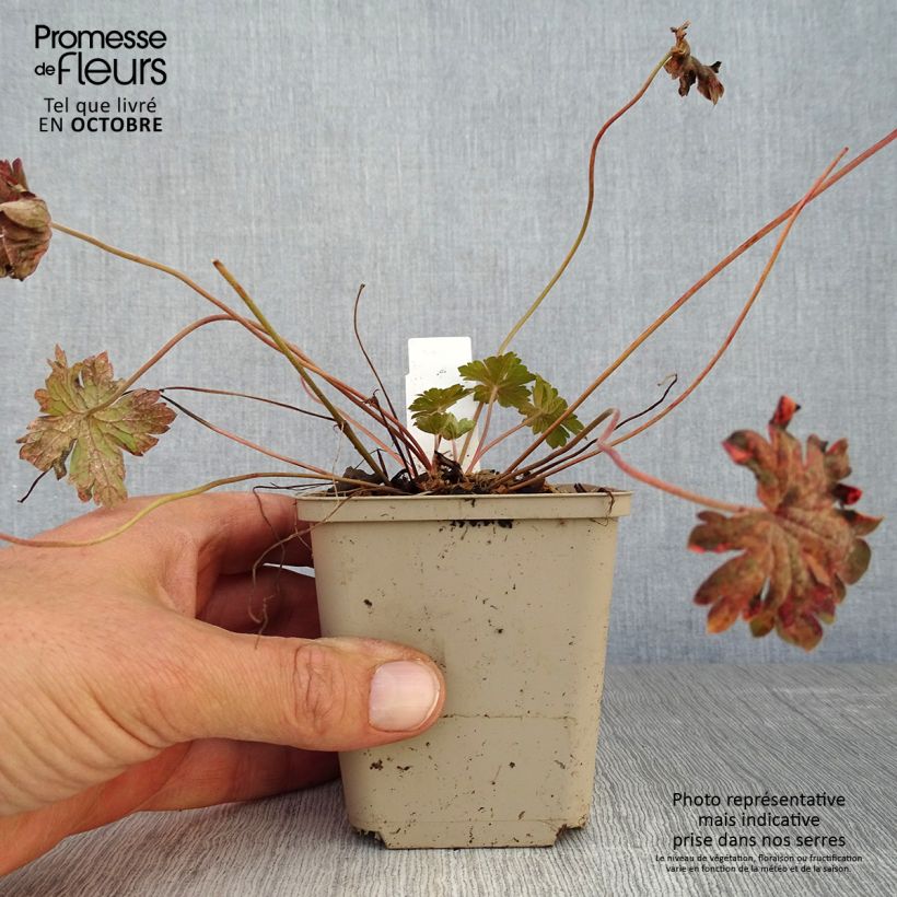 Geranium sessiliflorum Bobs Blunder 8/9 cm pot sample as delivered in autumn