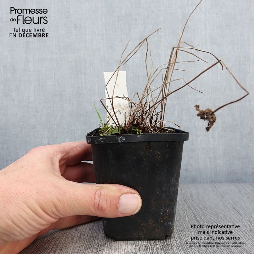 Geranium Brookside 8/9 cm pot sample as delivered in autumn