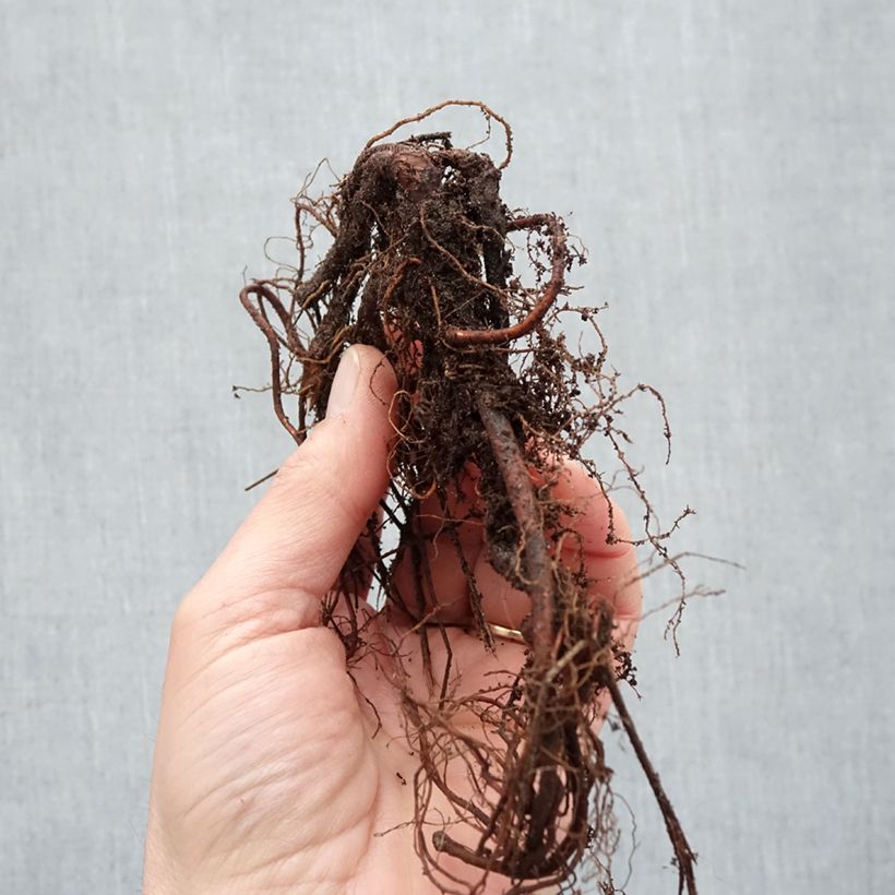 Geranium Brookside Bare root sample as delivered in winter