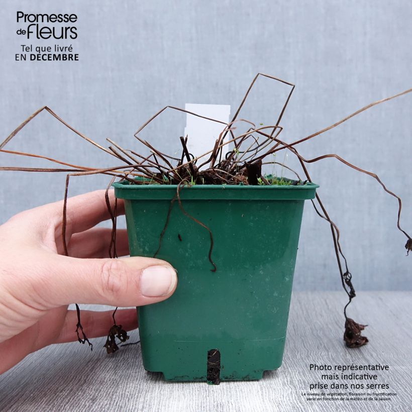 Geranium Brookside 1L/1.5L pot sample as delivered in winter