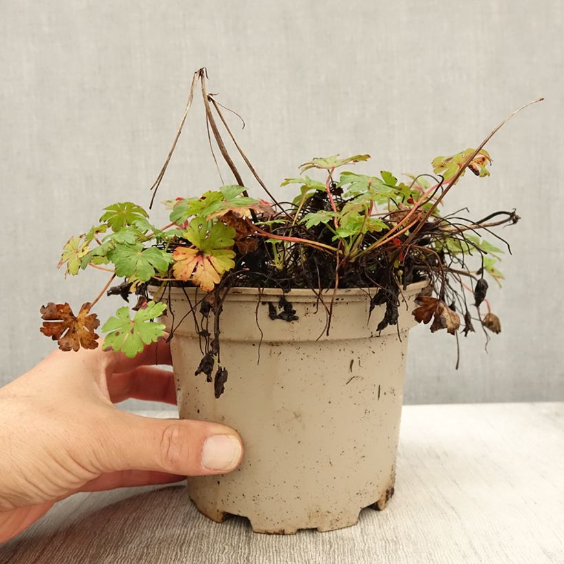 Geranium cantabrigiense Biokovo 2L/3L pot sample as delivered in autumn