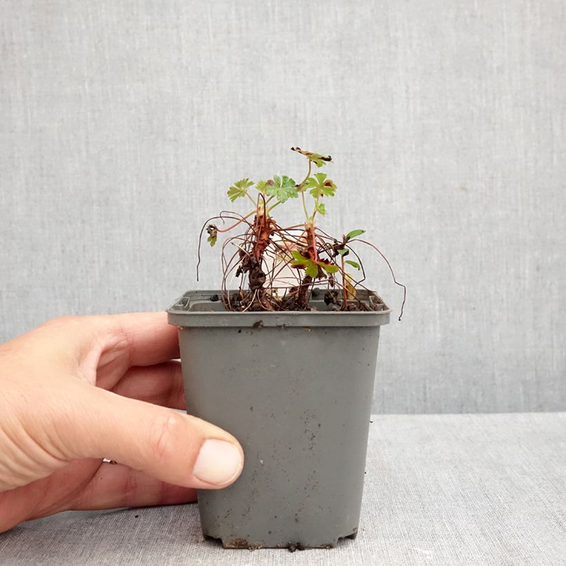 Geranium cantabrigiense Crystal Rose 8/9 cm pot sample as delivered in autumn