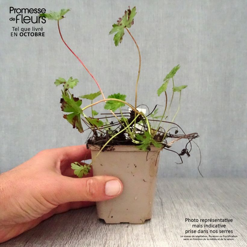 Geranium cantabrigiense Intense 8/9 cm pot sample as delivered in autumn