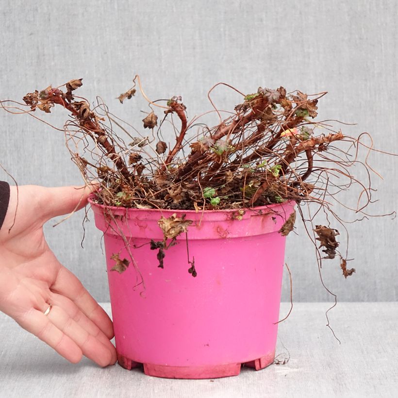 Geranium cantabrigiense Karmina 2L/3L pot sample as delivered in winter