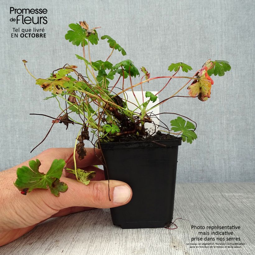 Geranium cantabrigiense St Ola 8/9 cm pot sample as delivered in autumn