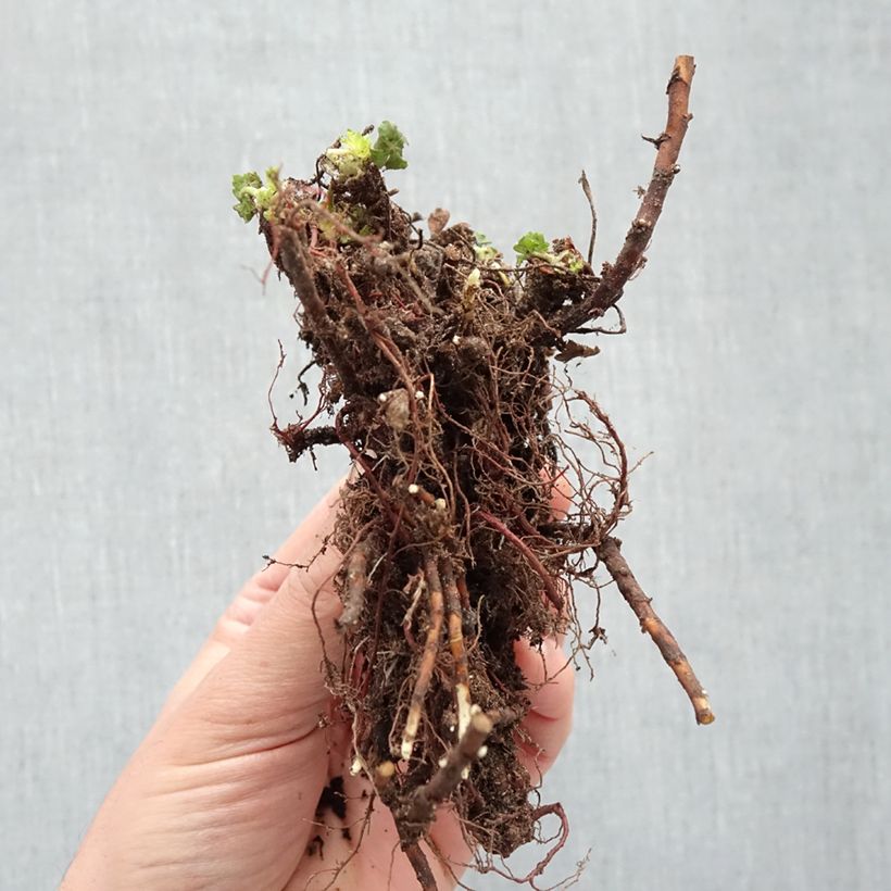 Geranium cantabrigiense St Ola Bare root sample as delivered in winter