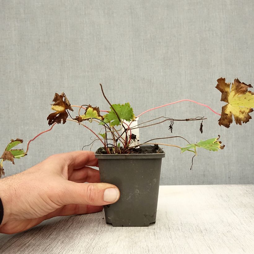 Geranium psilostemon Catherine Deneuve 8/9 cm pot sample as delivered in autumn