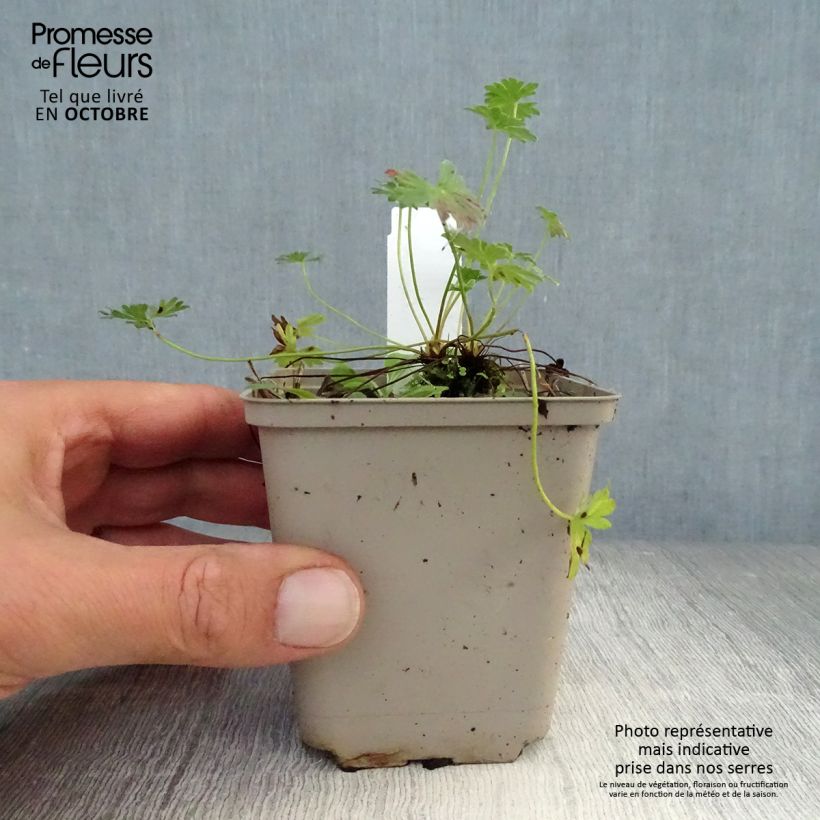 Geranium cinereum Laurence Flatman 8/9 cm pot sample as delivered in autumn