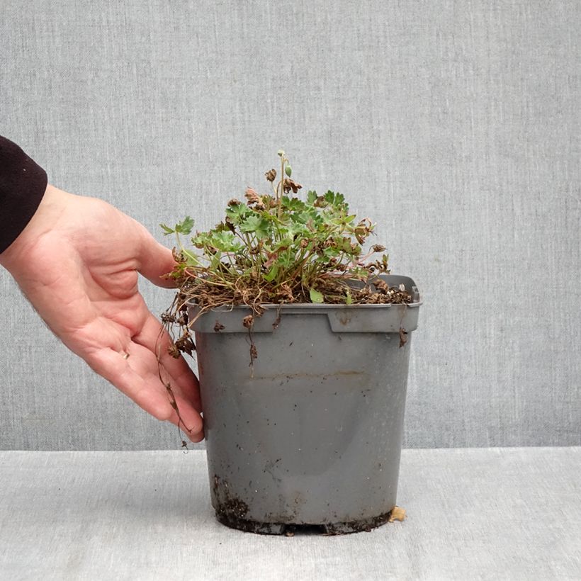 Geranium cinereum Laurence Flatman 1.5L/2L pot sample as delivered in autumn