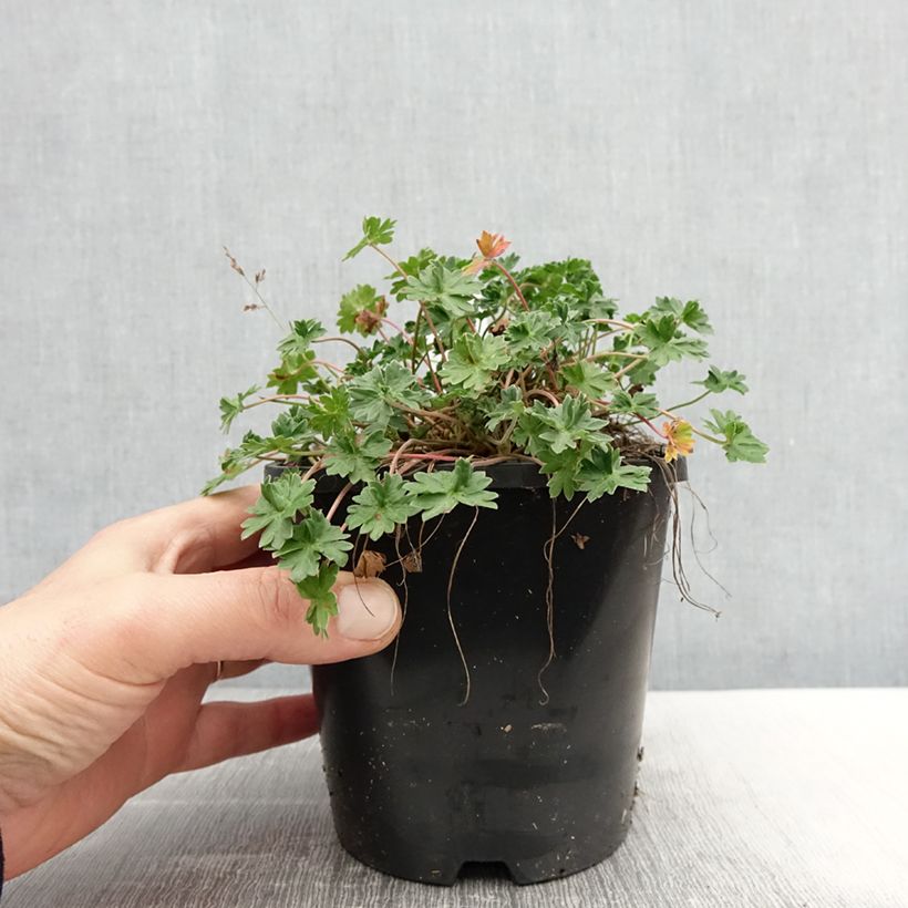 Geranium cinereum Laurence Flatman 1.5L/2L pot sample as delivered in spring