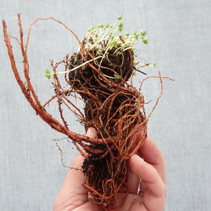 Geranium cinereum Laurence Flatman Bare root sample as delivered in winter