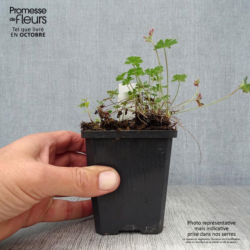 Geranium cinereum v. subcaulescens Giuseppii 8/9 cm pot sample as delivered in autumn