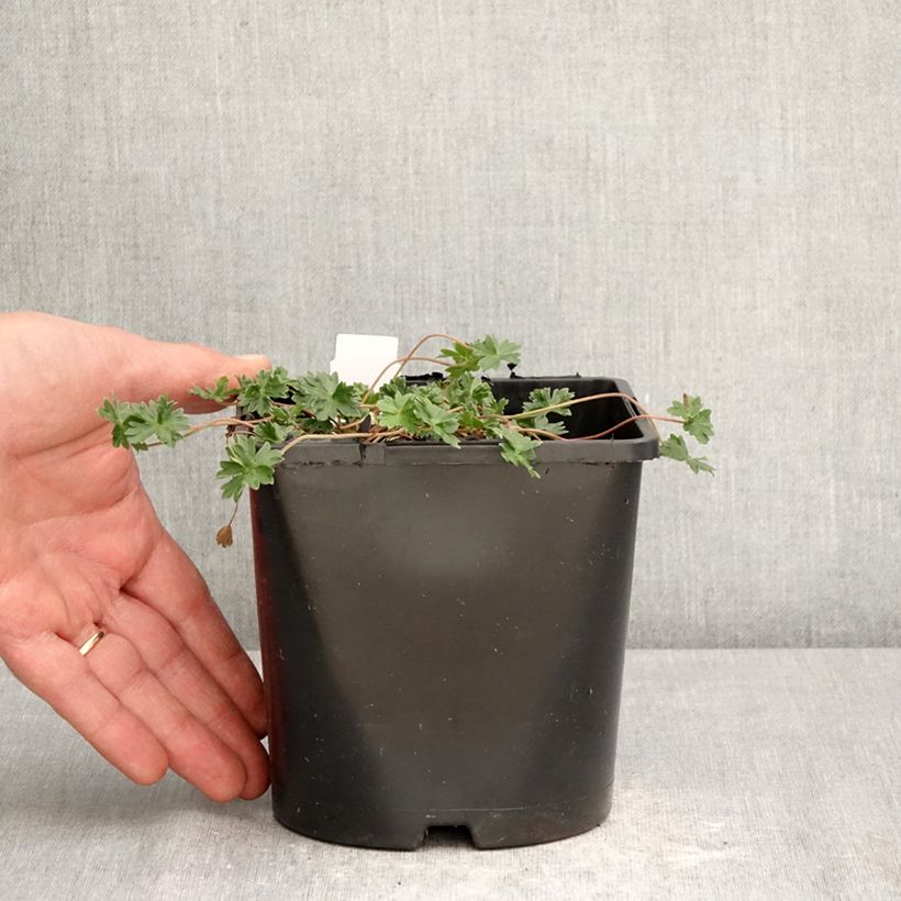 Geranium cinereum v. subcaulescens Giuseppii 2L/3L pot sample as delivered in spring