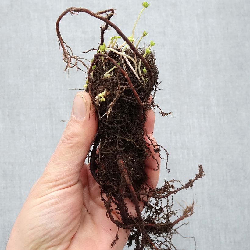 Geranium cinereum v. subcaulescens Giuseppii Bare root sample as delivered in winter
