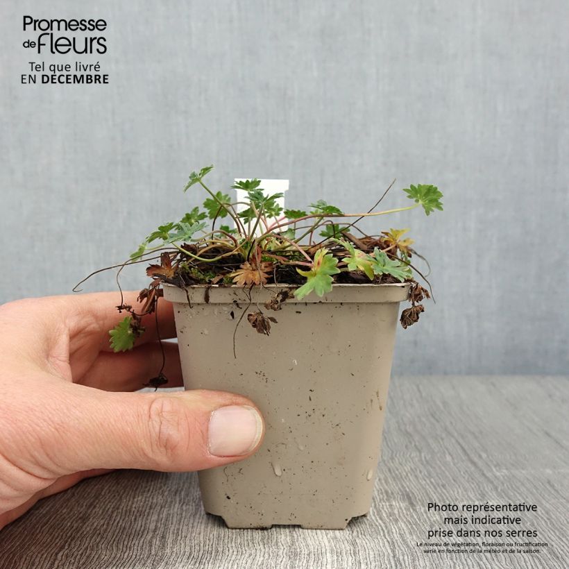 Geranium cinereum v. subcaulescens 8/9 cm pot sample as delivered in autumn
