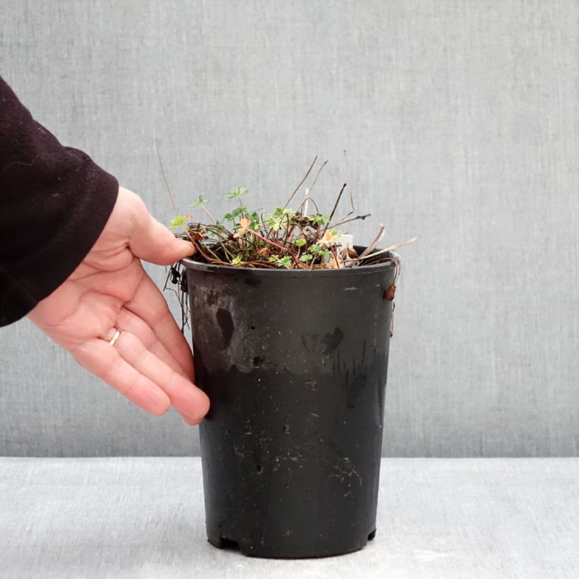 Geranium cinereum v. subcaulescens 2L/3L pot sample as delivered in winter