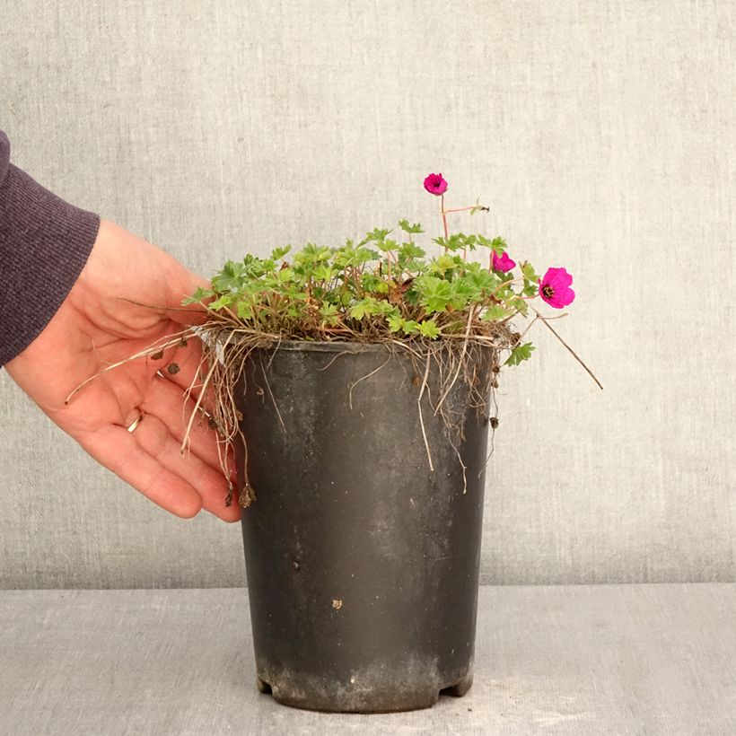 Geranium cinereum v. subcaulescens 2L/3L pot sample as delivered in spring