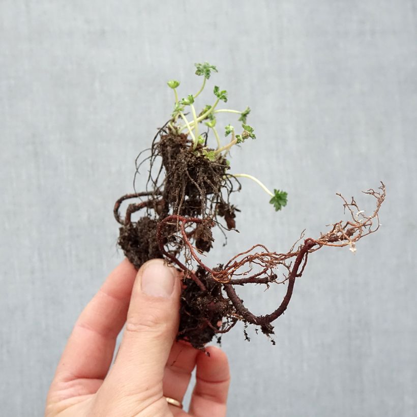 Geranium cinereum v. subcaulescens Bare root sample as delivered in winter