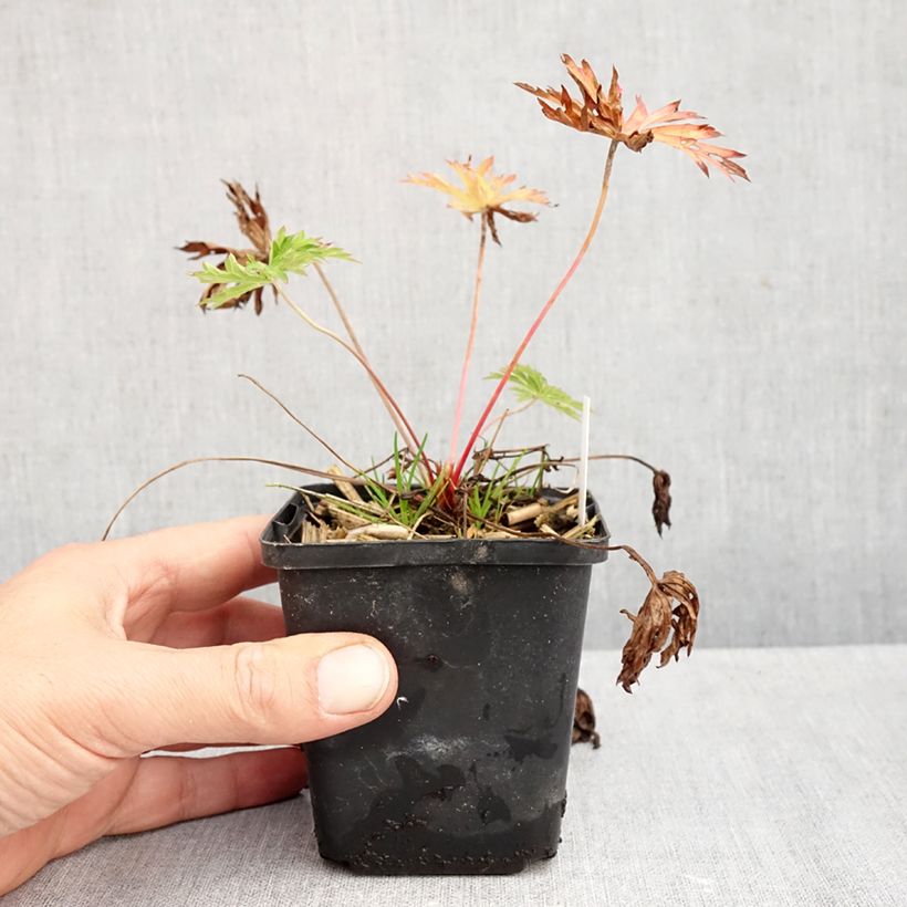 Geranium clarkei Kashmir Blue 8/9 cm pot sample as delivered in autumn