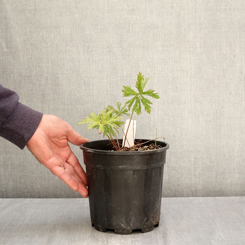 Geranium clarkei Kashmir Purple 2L/3L pot sample as delivered in autumn