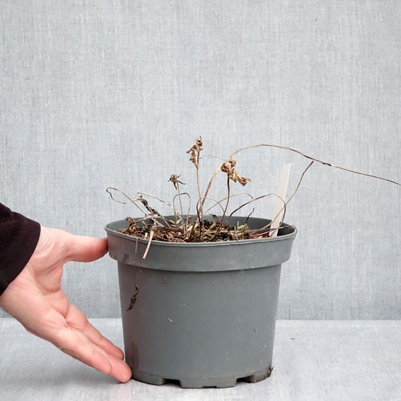 Geranium clarkei Kashmir Purple 2L/3L pot sample as delivered in winter