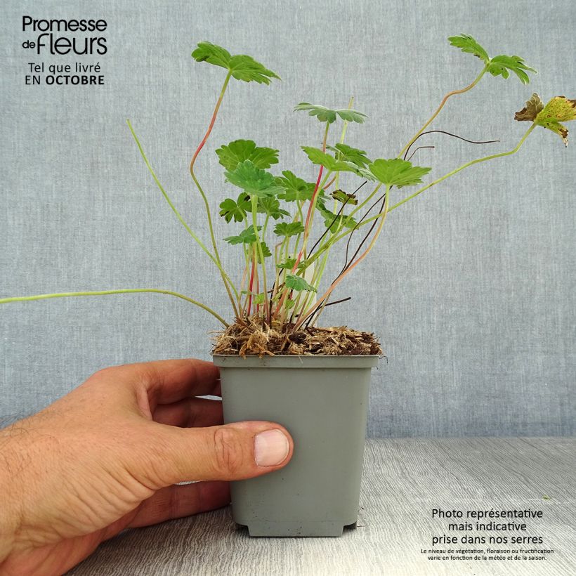 Geranium traversii var. elegans Coombland White 8/9 cm pot sample as delivered in autumn