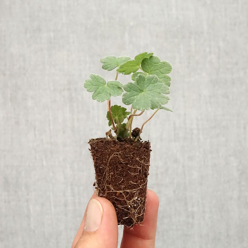 Geranium traversii var. elegans Coombland White Plug plant 3/4cm sample as delivered in autumn