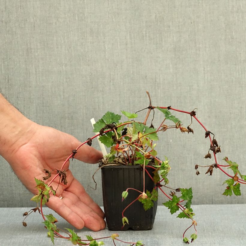 Geranium Censation Daily Purple 8/9 cm pot sample as delivered in autumn